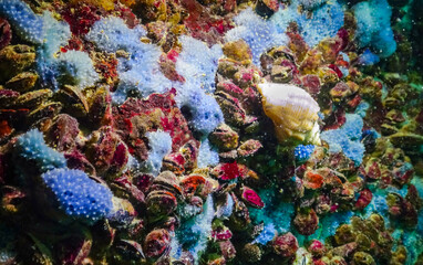 Sea sponges in underwater caves in Bulgaria, Fauna of the Black Sea