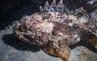 European black scorpionfish (Scorpaena porcus), Fish of the Black Sea