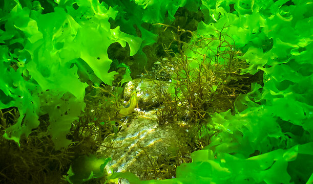 Green algae Enteromorpha (Ulva) linza, Black Sea