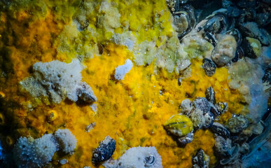 Sea sponges in underwater caves in Bulgaria, Fauna of the Black Sea