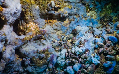 Sea sponges in underwater caves in Bulgaria, Fauna of the Black Sea