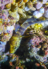 Rock goby (Gobius paganellus), at night fish among the rocks