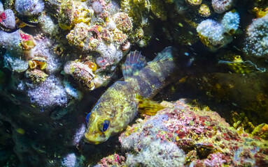 Rock goby (Gobius paganellus), at night fish among the rocks