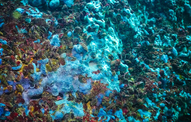 Sea sponges in underwater caves in Bulgaria, Fauna of the Black Sea