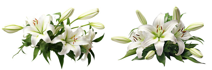 Collection of real elegant blooming lily with buds isolated on white background