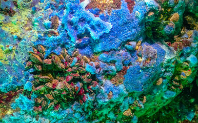 Sea sponges in underwater caves in Bulgaria, Fauna of the Black Sea