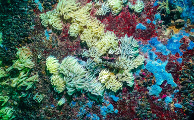 Cocoons of the predatory mollusk Rapana venosa, the invader in the Black Sea