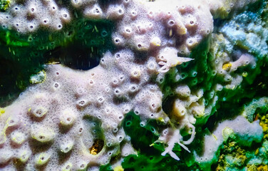 Sea sponges in underwater caves in Bulgaria, Fauna of the Black Sea