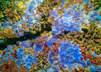 Sea sponges in underwater caves in Bulgaria, Fauna of the Black Sea