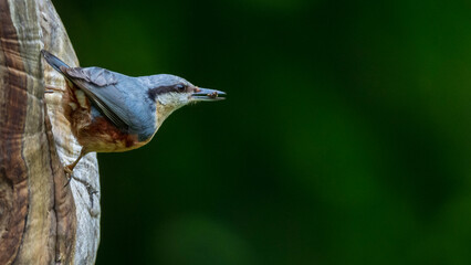 Eurasian Nuthatch perched on a tree trunk