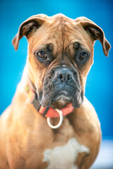 Portrait of a Boxer Dog