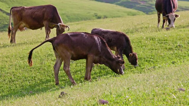 Brown cows grazing and urinating at summer pasture at sunny evening.