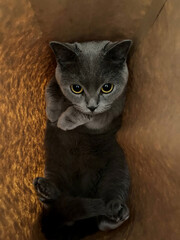 British cat in ecology pocket delivery, cute kittie