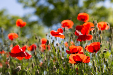 Obraz premium Horizontal Red poppy blossoms with green blurry background. Close up of a red poppy with copy space. Beautiful poppy field, summer flowers.