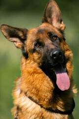 Beautiful German Shepherd, Portrait