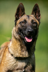 Porter Malinois close up