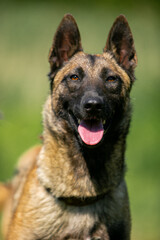 Porter Malinois close up