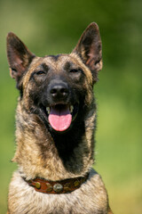 Porter Malinois close up