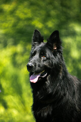 german shepherd dog