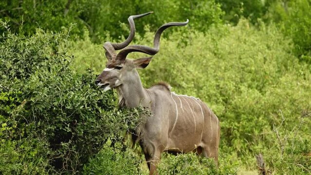 Kudu antelopes (Tragelaphus strepsiceros) feeding in natural habitat, Mountain Zebra National Park, South Africa. Kudu closeup portrait. Safari in national park. Amazing rare shot of african animals