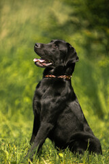 black labrador retriever dog