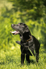 black labrador retriever dog