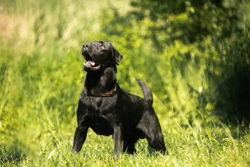black labrador retriever dog