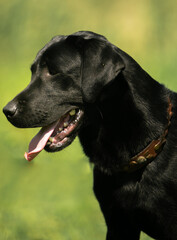 black labrador retriever dog