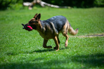 german shepherd dog running