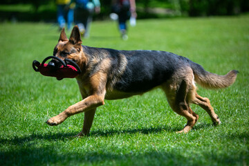 german shepherd dog running