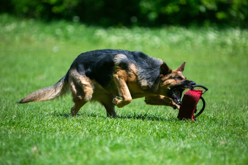 german shepherd dog running