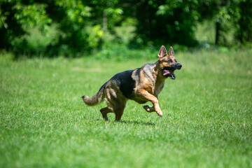 german shepherd dog running