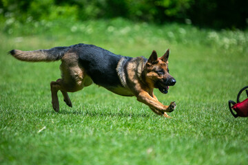 german shepherd dog running