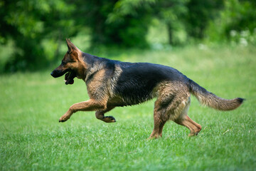 german shepherd dog running