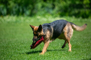 german shepherd dog on grass