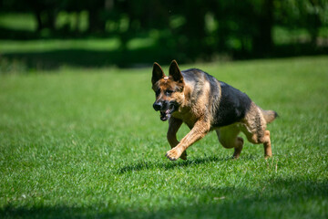 german shepherd dog on grass