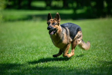 german shepherd dog on grass