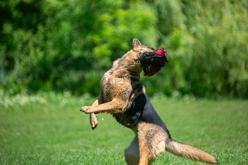 german shepherd dog on grass