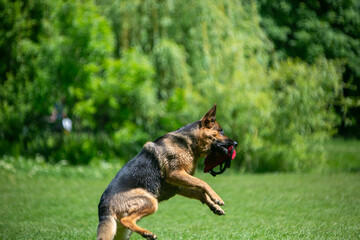 german shepherd dog on grass