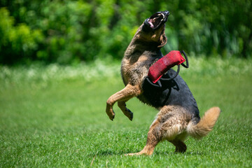 german shepherd dog on grass
