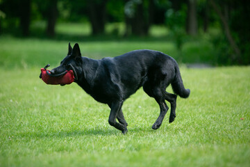 german shepherd dog on grass