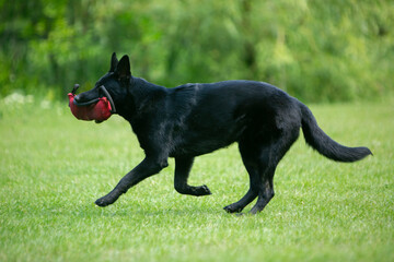 german shepherd dog on grass