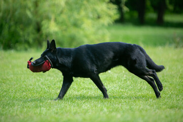 german shepherd dog on grass