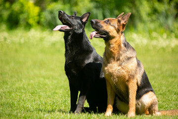german shepherd dog on grass