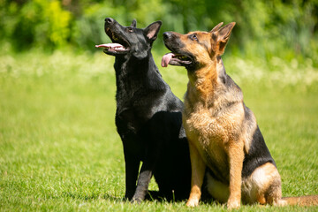 german shepherd dog on grass