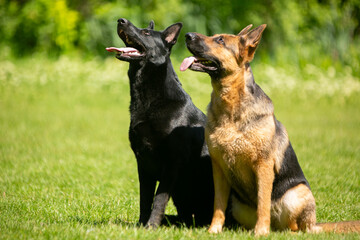 german shepherd dog on grass