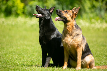 german shepherd dog on grass
