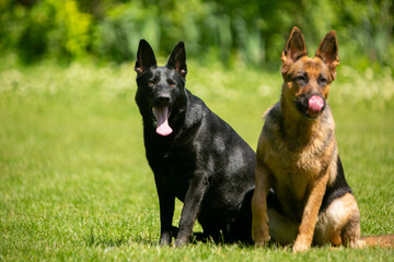 german shepherd dog on grass