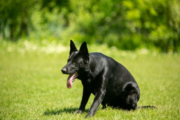 german shepherd dog on grass