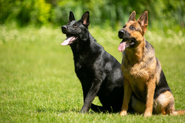 german shepherd dog on grass